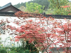 仙海院子 | 初夏，小院最美的詩(shī)情畫(huà)意